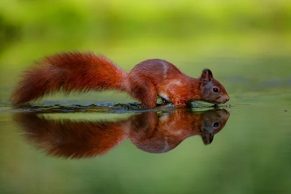 Eurazjatycka Wiewiórka Czerwona Sciurus Vulgaris Poszukuje Pożywienia Lesie Noord Brabant — Zdjęcie stockowe