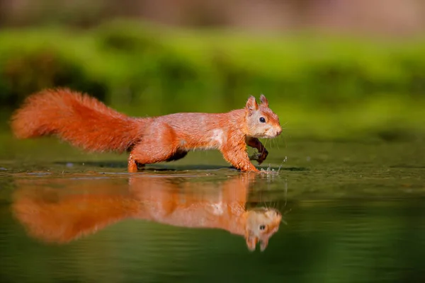 欧亚大陆红松鼠 Sciurus Vulgaris 在荷兰的Noord Brabant森林里觅食 — 图库照片