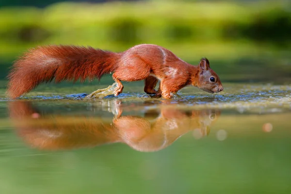 Евразийская Красная Белка Sciurus Vulgaris Ищет Пищу Лесу Норд Брабант — стоковое фото