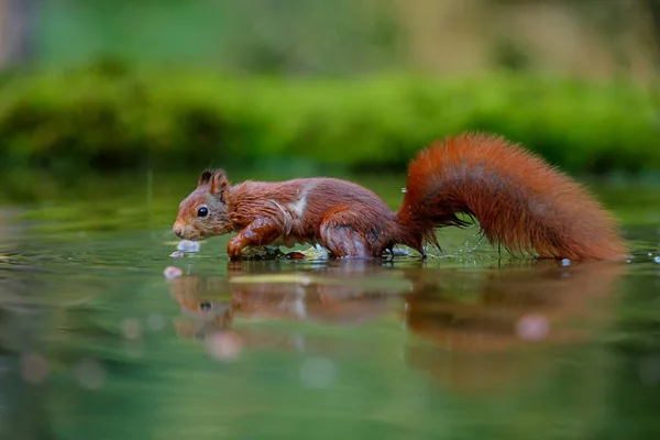 Rotes Eichhörnchen Sciurus Vulgaris Auf Nahrungssuche Wald Von Noord Brabant — Stockfoto