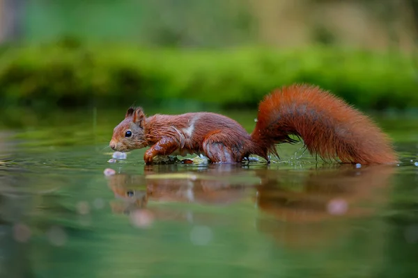 Ardilla Roja Euroasiática Sciurus Vulgaris Busca Alimento Bosque Noord Brabant —  Fotos de Stock