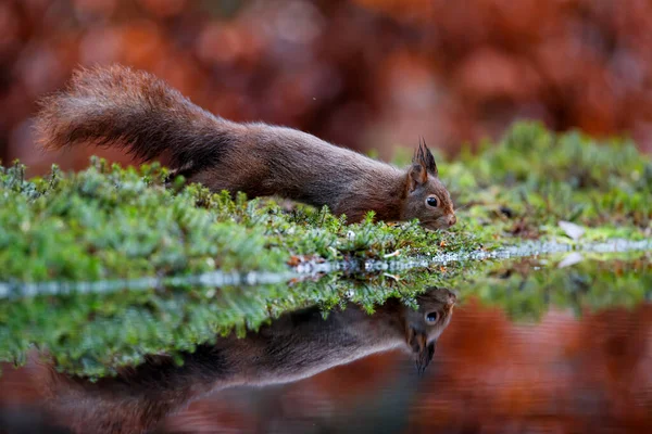 Eurazjatycka Wiewiórka Czerwona Sciurus Vulgaris Poszukuje Pożywienia Lesie Noord Brabant — Zdjęcie stockowe