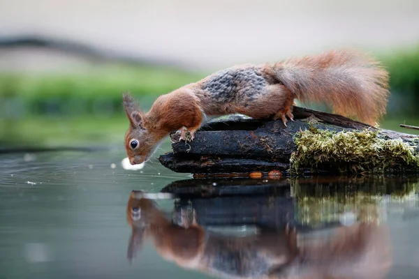 Eurazjatycka Wiewiórka Czerwona Sciurus Vulgaris Poszukuje Pożywienia Lesie Noord Brabant — Zdjęcie stockowe