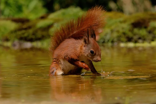 欧亚大陆红松鼠 Sciurus Vulgaris 在荷兰的Noord Brabant森林里觅食 — 图库照片