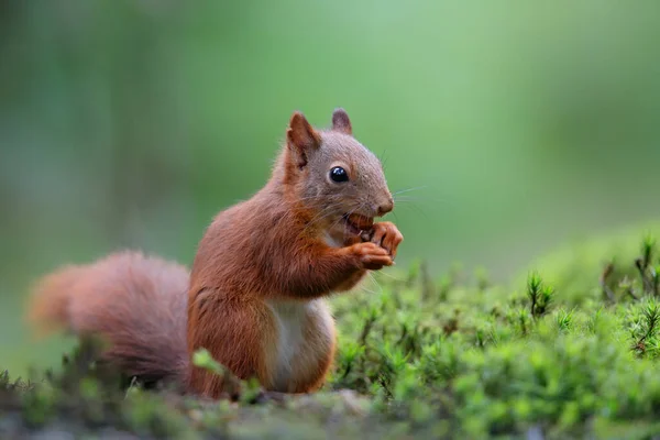 欧亚大陆红松鼠 Sciurus Vulgaris 在荷兰的Noord Brabant森林里觅食 — 图库照片