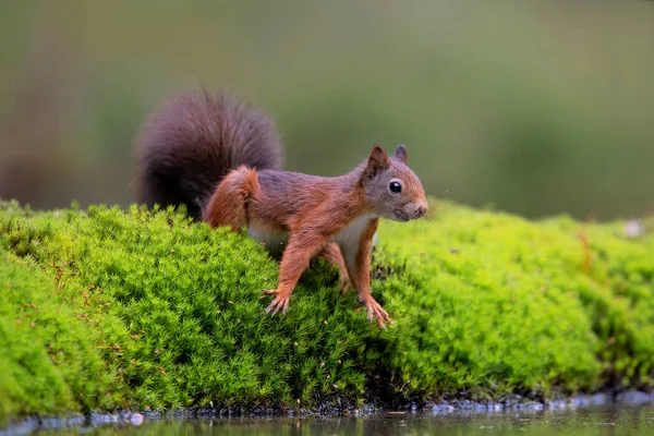 Écureuil Roux Eurasie Sciurus Vulgaris Recherche Nourriture Dans Forêt Brabant — Photo