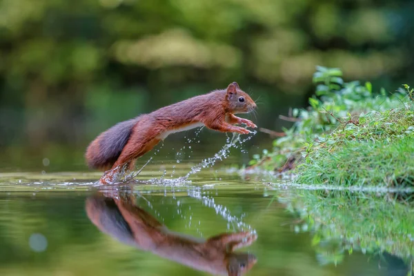 Евразийская Красная Белка Sciurus Vulgaris Ищет Пищу Лесу Норд Брабант — стоковое фото