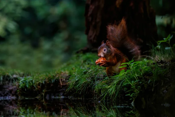 Eurasian Red Squirrel Sciurus Vulgaris Searching Food Forest Noord Brabant — Stock Photo, Image