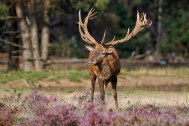 Hollanda 'daki Hoge Veluwe Ulusal Parkı' nda çiftleşme mevsiminde kızıl geyik geyiği.