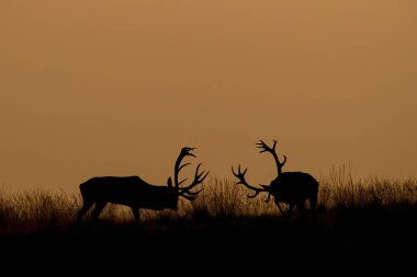 Hollanda 'daki Hoge Veluwe Ulusal Parkı' nda çiftleşme mevsiminde kızıl geyik geyiği.