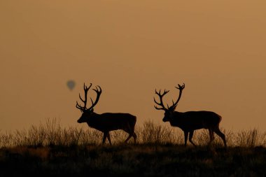 Hollanda 'daki Hoge Veluwe Ulusal Parkı' nda çiftleşme mevsiminde kızıl geyik geyiği.
