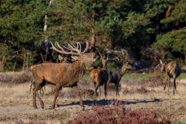 Hollanda 'daki Hoge Veluwe Ulusal Parkı' nda çiftleşme mevsiminde kızıl geyik geyiği.