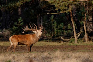 Hollanda 'daki Hoge Veluwe Ulusal Parkı' nda çiftleşme mevsiminde kızıl geyik geyiği.