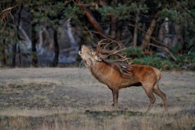 Hollanda 'daki Hoge Veluwe Ulusal Parkı' nda çiftleşme mevsiminde kızıl geyik geyiği.