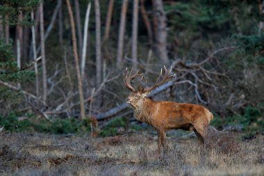 Hollanda 'daki Hoge Veluwe Ulusal Parkı' nda çiftleşme mevsiminde kızıl geyik geyiği.