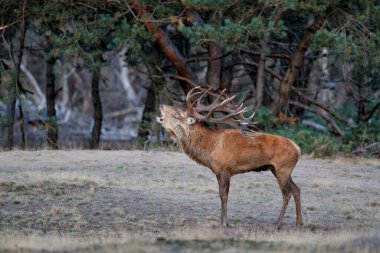 Hollanda 'daki Hoge Veluwe Ulusal Parkı' nda çiftleşme mevsiminde kızıl geyik geyiği.