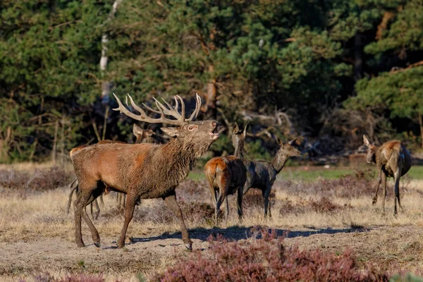 Vörösszarvas Szarvasszarvas Hollandiai Hoge Veluwe Nemzeti Parkban — Stock Fotó