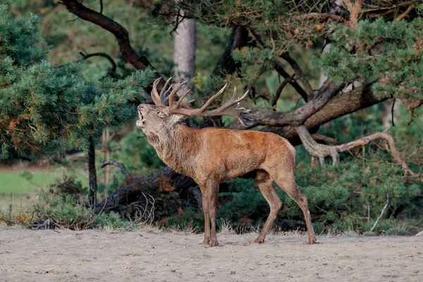 Kronhjort Hjort Ruttesæsonen Hoge Veluwe National Park Holland - Stock-foto