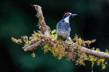 Palamut ağaçkakanı, melanerpes formicivorus, San Gerardo del dota, Savegre, Kosta Rika 'da bir dalda oturuyor.