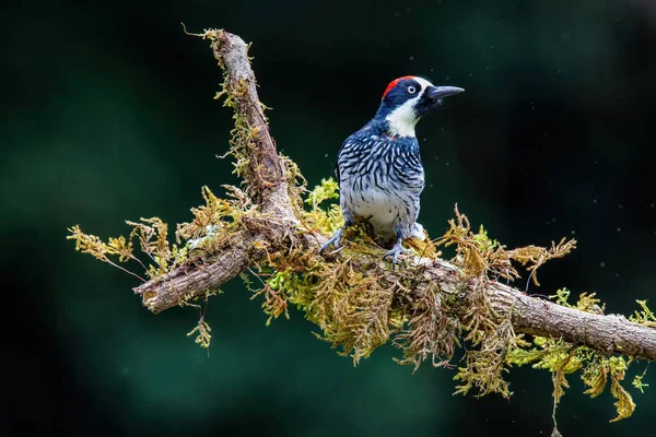 Acorn Woodpecker Melanerpes Formicivorus Sedí Větvi Deštném Pralese San Gerardo — Stock fotografie