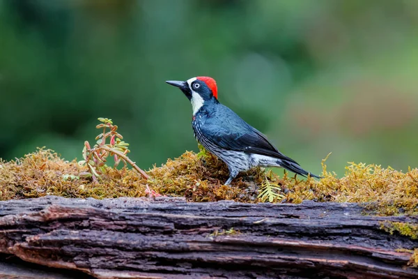 Acorn Woodpecker Melanerpes Formicivorus Сидячи Гілці Тропічного Лісу Сан Жерардо — стокове фото