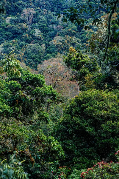 Forêt Tropicale Dans Les Montagnes Près San Gerardo Del Dota — Photo