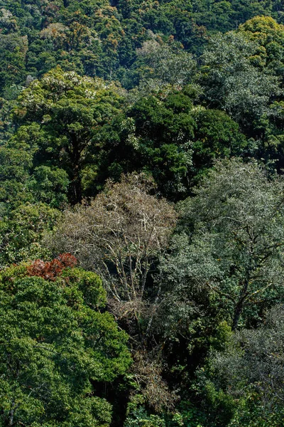 Hutan Hujan Pegunungan Dekat San Gerardo Del Dota Savegre Kosta — Stok Foto