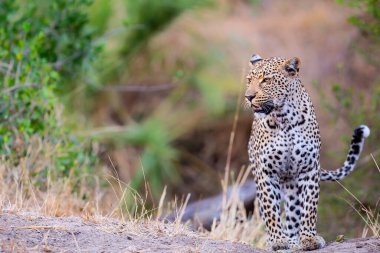 Güney Afrika 'nın Büyük Kruger Bölgesi' nde Sabi Kumları 'nda yürüyen leopar kadın.