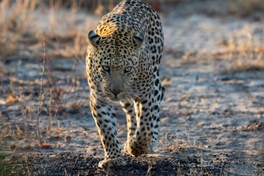 Güney Afrika 'nın Büyük Kruger Bölgesi' nde Sabi Kumları 'nda yürüyen leopar erkek.