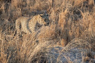 Güney Afrika 'nın Büyük Kruger Bölgesi' nde Sabi Kumları 'nda yürüyen leopar kadın.