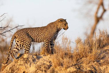 Leopar dişi, Güney Afrika 'nın Büyük Kruger Bölgesi' nde Sabi Kumları 'nda bir karınca yuvasında duruyor.