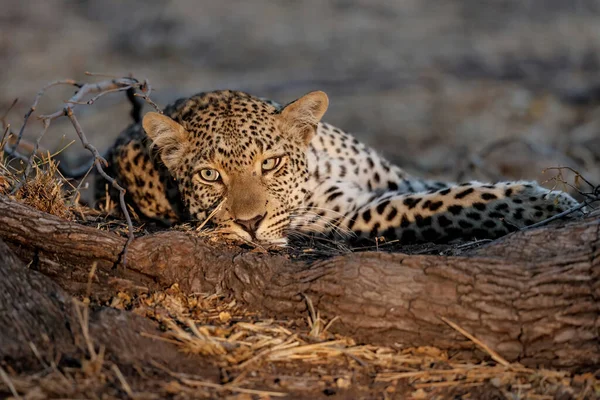 Leopard Θηλυκό Ξεκουράζεται Sabi Sands Game Reserve Στην Ευρύτερη Περιοχή — Φωτογραφία Αρχείου