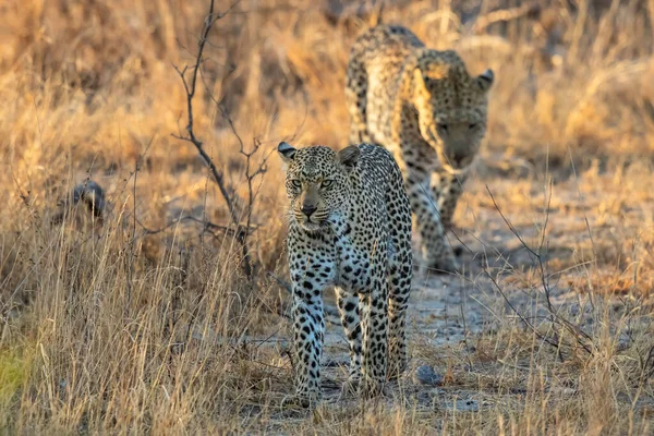 在南非大克鲁格地区萨比沙漠野生动物保护区散步的猎豹夫妇 — 图库照片
