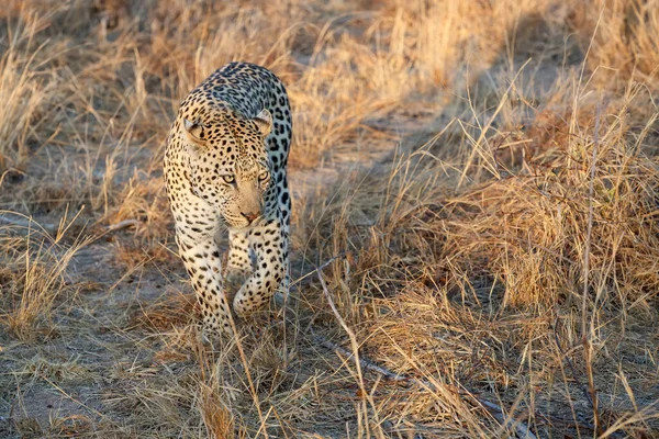 南非大克鲁格地区萨比沙漠野生动物保护区行走的猎豹公 — 图库照片