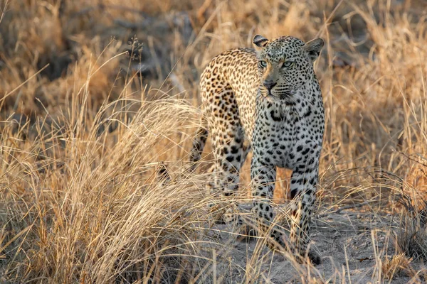 Une Femme Léopard Marche Dans Réserve Sabi Sands Dans Région — Photo