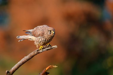 Hollanda 'da bir şubede oturan Kestrel (Falco innunculus)