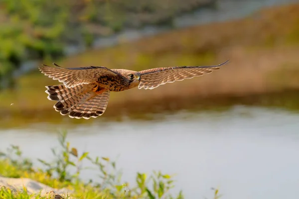 Kestrel Falco Tinnunculus Vliegen Nederland — Stockfoto