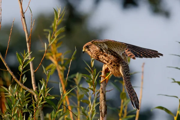 Vanlig Kestrel Falco Innunculus Sittande Gren Nederländerna — Stockfoto