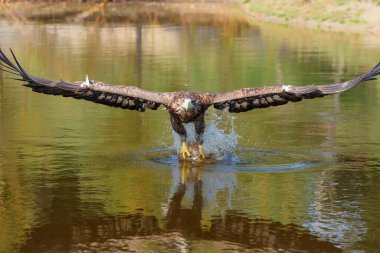 Hollanda 'da küçük bir gölde uçan ve yiyecek arayan Beyaz Kuyruklu Kartal (Haliaeetus albicilla)