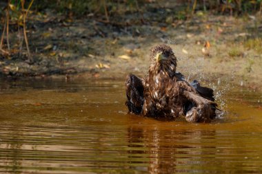 Hollanda 'da küçük bir gölde yıkanan Beyaz Kuyruklu Kartal (Haliaeetus albicilla)