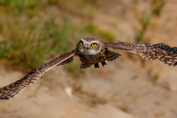 Burrowing Owl Athene Cunicularia Volando Holanda —  Fotos de Stock