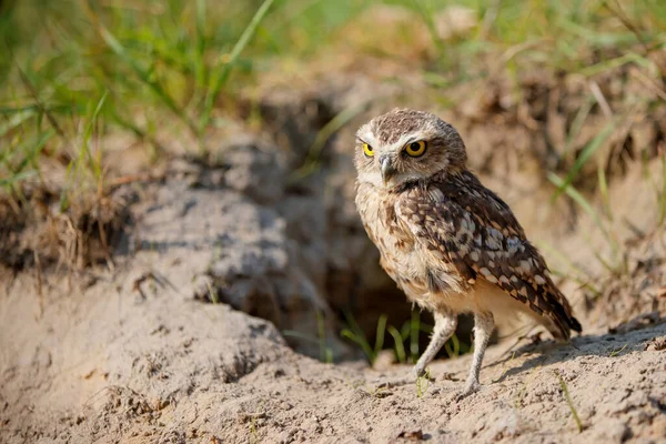 Burrowing Owl Athene Cunicularia Står Foran Sitt Hull Nederland – stockfoto