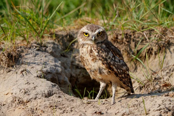 Coruja Athene Cunicularia Frente Seu Buraco Nos Países Baixos — Fotografia de Stock