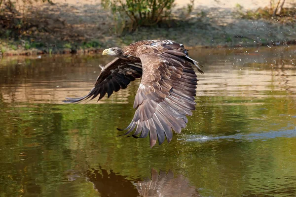 White Tailed Eagle Haliaeetus Albicilla Létající Hledající Potravu Malém Jezeře — Stock fotografie