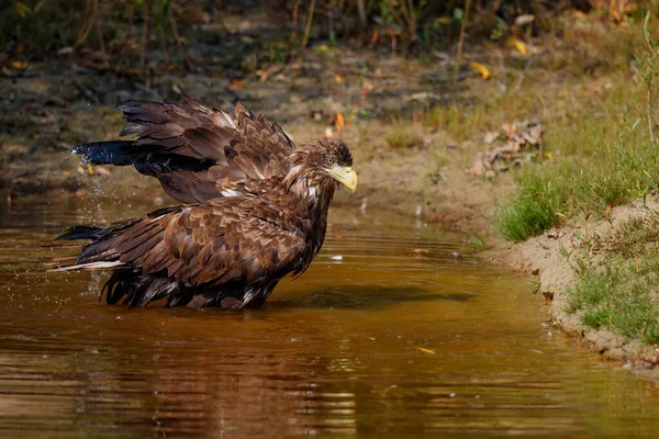 White Tailed Eagle Haliaeetus Albicilla Koupe Malém Jezeře Nizozemsku — Stock fotografie