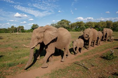 Botsvana 'daki Tuli Bloğunda Mashatu oyun parkında yürüyen fil sürüsü