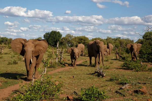 Olifanten Kudde Wandelen Mashatu Game Reserve Het Tuli Block Botswana — Stockfoto