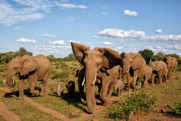 Olifanten Kudde Wandelen Mashatu Game Reserve Het Tuli Block Botswana — Stockfoto