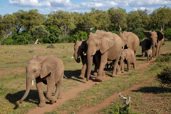 Olifanten Kudde Wandelen Mashatu Game Reserve Het Tuli Block Botswana — Stockfoto