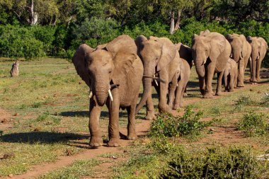 Botsvana 'daki Tuli Bloğunda Mashatu oyun parkında yürüyen fil sürüsü